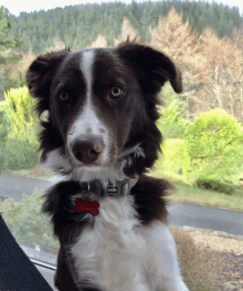 a brown and white dog wearing a collar with the letter e on it looks at the camera