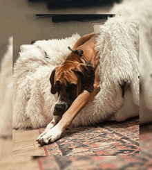 a brown dog laying on a couch with a furry blanket