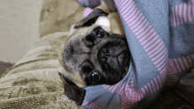 a pug dog wrapped in a blue and pink plaid blanket