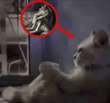 a cat is looking out a window with a magnifying glass