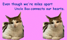 two cats on a pink background with the words even though we 're miles apart uncle bao connects our hearts ..