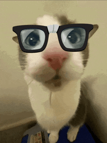 a close up of a cat wearing glasses