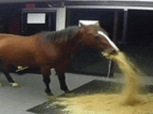 a brown horse with a white nose is eating hay