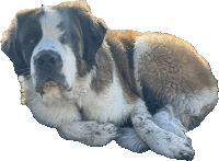 a large brown and white dog is laying down with its legs crossed