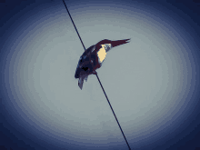 a bird is perched on a wire with its beak outstretched