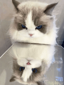 a cat with blue eyes is reflected in a mirror with the number 971218 on the bottom