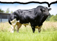 a black and white bull with a ring in its nose is standing in the grass