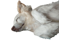 a white dog is laying down with its eyes closed