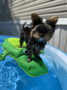 a small dog standing on top of an inflatable alligator in a pool