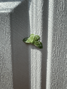 a green leaf is on a white surface