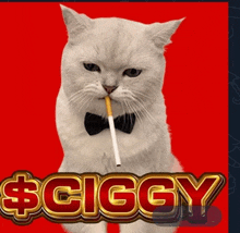 a white cat with a cigarette in its mouth and the word ciggy on the bottom