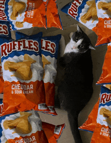 a cat laying on top of bags of ruffles cheddar sour cream chips