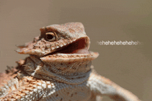 a close up of a lizard with its mouth open and the words ' hahahahahahahaha ' below it