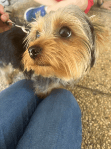 a small dog is sitting on a person 's lap