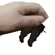 a close up of a person 's hand holding a black bug