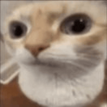a close up of a cat 's face with a blurred background