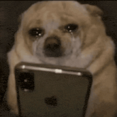 a dog is crying while looking at an iphone