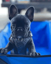 a french bulldog puppy wearing a harness is sitting on a blue blanket