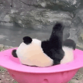 a panda bear is laying in a pink bowl