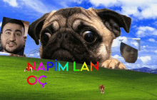 a picture of a pug dog with the words napim lan on the bottom right