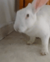 a white rabbit standing on a tile floor