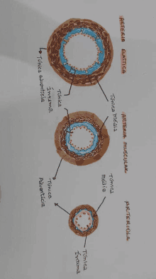 a drawing of a blood vessel with the words arteria musculare written on it