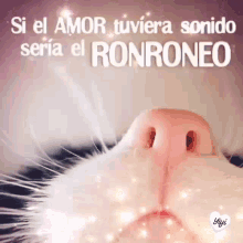 a close up of a cat 's nose with the words si el amor tuviera sonido seria el ronroneo below it