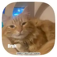 a picture of a cat with the word bruh written on it
