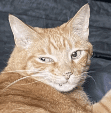 a close up of a cat 's face with a serious look on its face