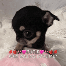 a picture of a chihuahua with the words cutie why you no love me below it
