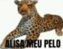 a stuffed leopard is standing on its hind legs with the words alisa meu pelo written below it .