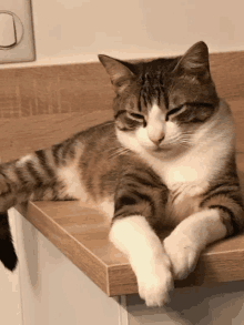 a brown and white cat laying on a wooden counter top