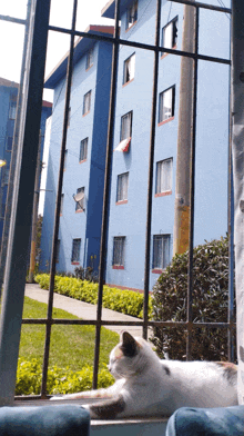 a cat laying in front of a blue building