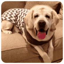 a dog wearing a black and white sweater laying on a couch