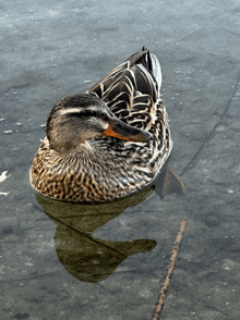 a duck with a yellow beak is swimming in a lake