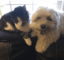 a cat and a dog laying on a couch