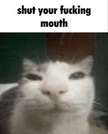 a blurry picture of a cat with the words shut your fucking mouth