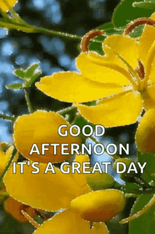 a picture of a yellow flower with the words good afternoon it 's a great day