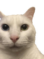 a close up of a white cat 's face with a white background