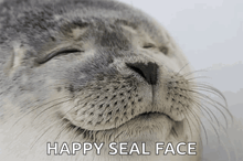 a seal with its eyes closed is smiling with the words happy seal face below it