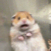 a close up of a hamster with its mouth open looking at the camera