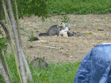 a cat laying on the ground with a blue tarp in the background