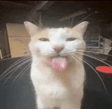 a cat is sticking its tongue out while sitting on a table .