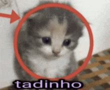 a kitten is sitting in a circle with a red arrow pointing to it and the word tadinho on it .