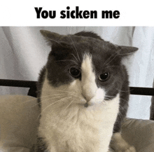 a gray and white cat is sitting on a bed with the words you sicken me above it .