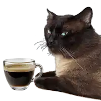 a cat laying next to a glass cup of coffee