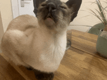 a cat is looking up at the camera while standing on a wooden table