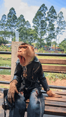 a monkey wearing a leather jacket and jeans sits on a bench with its mouth open