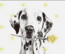 a dalmatian dog with a yellow rose in its mouth