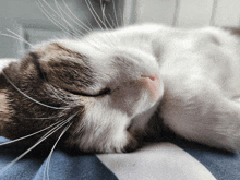 a close up of a cat sleeping on a blanket